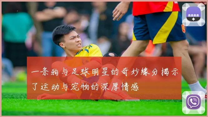 一条狗与足球明星的奇妙缘分揭示了运动与宠物的深厚情感