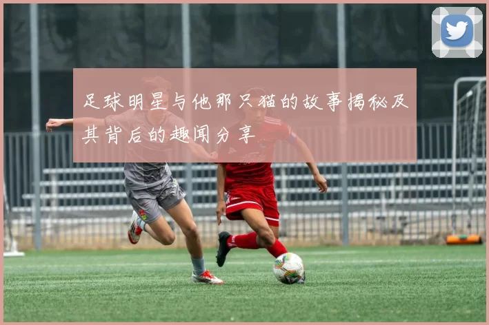 足球明星与他那只猫的故事揭秘及其背后的趣闻分享